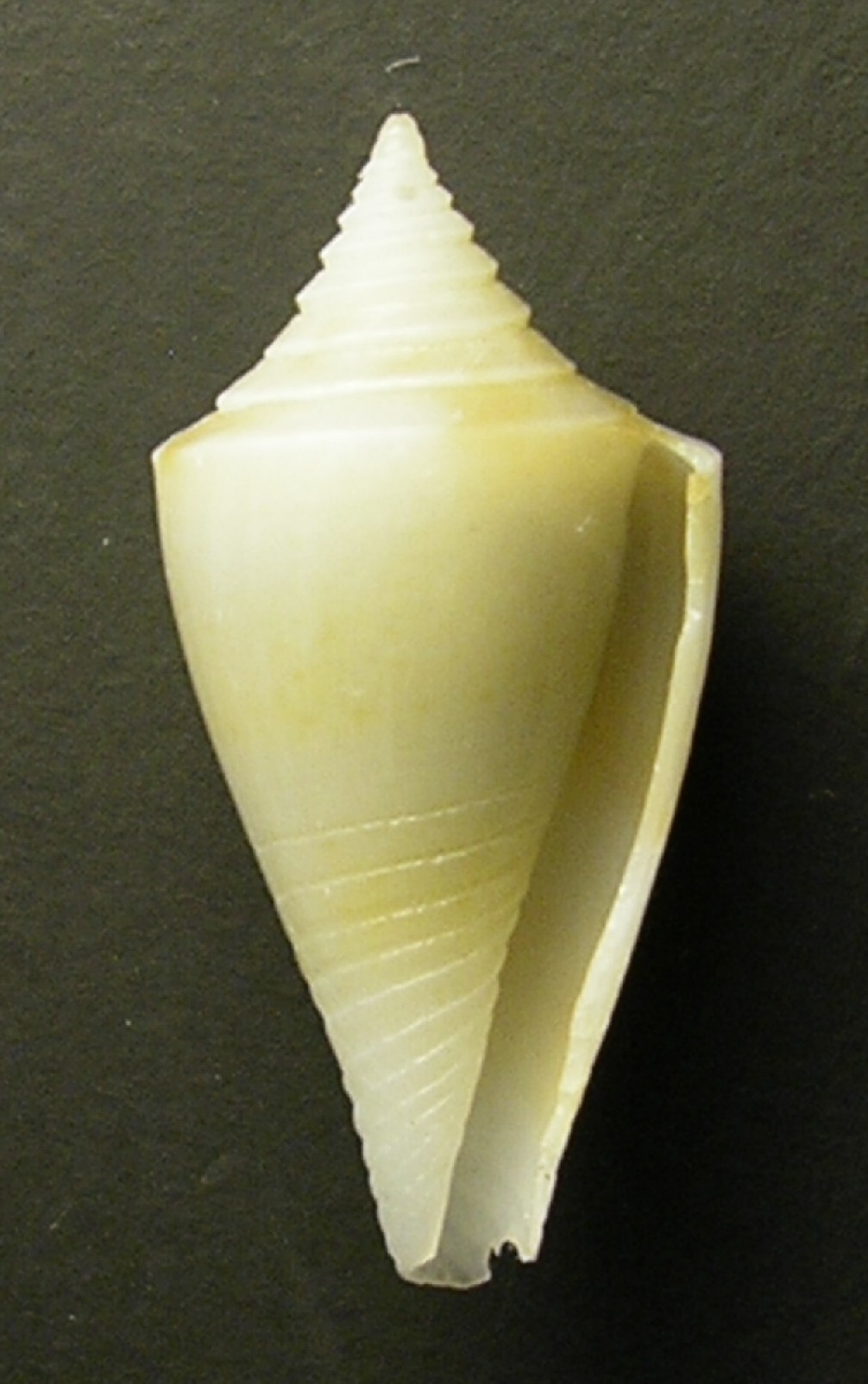 piccolo conus